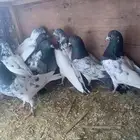 حمام باكستاني