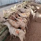 تيوس جذعان جملة وتفريد