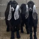 معزا عوارض صنف جفار دفيع تم البيع