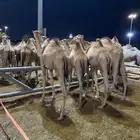 للبيع قعدان سواكن اوزان 120 واكثر