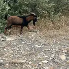 تيس قزم للبيع