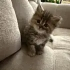 للبيع قطة شيرزايه