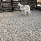 شاه حريه. تم البيع