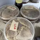جده الحرازات