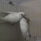 جوز روز البينو منتج