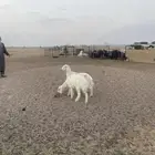 خرفان حريات (( تم البيع ))