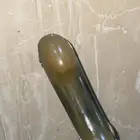 جنبيه نجرانيه على السوم