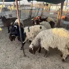 ذبايح