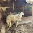 غنم   مقاني للبيع