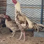 ديك يلقح حار النوع سندي