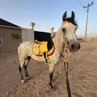 حصان واهو للبيع