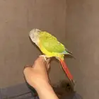 كنيور اليف ويرقص ( تمم البيع)