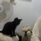 قط للتبني