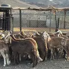 طليان سواكني ضحايا تربية