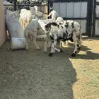 ثنتين ضان كفو