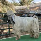 فخل عارضي اصفر