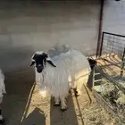فحول
