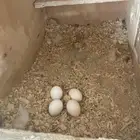 كروان منتج بيض مخصب كله