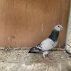 للبيع حمام زاجل