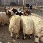 نعيم طليان