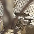 قماري