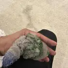 لوري فرخ رد كولارد