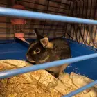 ارنب نذرلاند