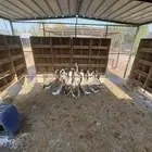 وز عراقي