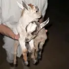 ماعز قزم جفرات للبيع