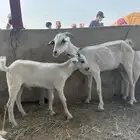 شاه او عنز السن جامع تحتها صخل عمره ثلاث اسابيع وبصحه جيده