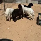 طليان