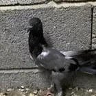 حمام قلم