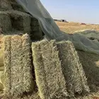 رودس و مخلوط وتبن