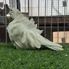 فرخه كشكي لمن