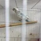 زوج روز مع ثلاثه فروخ وبيضه