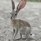 ارانب الرمله جوز