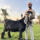 فحل عارضي