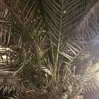 فروخ سكري ومب مختلفين بالسعر