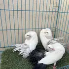 جوز رقاص هولندي