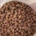 تمر نفيع للغنم