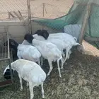 برابر تربيه 3 شهور لحمها طيبه وسمان