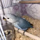 فرخ روز اليف