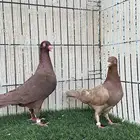 حمام دنش جوز منتج ماشاءالله للبيع