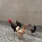 دجاج بلدي للبيع .