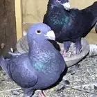 زوج توربيد وهومر ولونق
