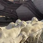 ضان حرش شعره قصيره دفع بفحلها عدد 13