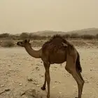 قعود ذكر