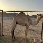 قعود للبيع