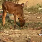 عجالة بلدي لبنيات عدد أربعة للبيع