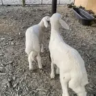 طلين زبده مضبي